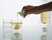 float sugar / cream | molo