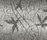 Blume | Inox Schleiftechnik
