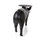 rabbit, pig & horse | moooi