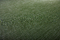 Botanic | Bolon