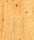 Classic Coniferas | Admonter