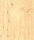 Classic Coniferas | Admonter