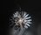 Creatures | Slamp