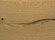 mafi Coral OAK gold | mafi