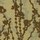 Climb | Maharam