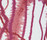 Tarentel curtain fabric | Kvadrat