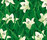 Tropics | WALL & DECÒ