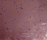 Cosmos | Conglomerate