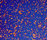 Cosmos | Conglomerate