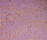 Cosmos | Conglomerate