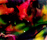 Fantasy | Conglomerate
