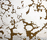 Goldsmith | Conglomerate