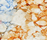 Tinct | Conglomerate