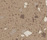 norament® 986 luxor | nora systems