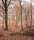 Forest | Berlintapete