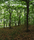Forest | Berlintapete