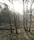 Forest | Berlintapete