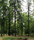 Forest | Berlintapete