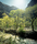 Forest | Berlintapete