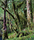 Forest | Berlintapete