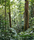 Forest | Berlintapete