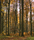 Forest | Berlintapete