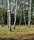 Forest | Berlintapete