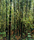 Forest | Berlintapete