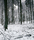 Forest | Berlintapete