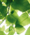 Forest | Berlintapete