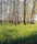 Forest | Berlintapete