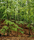 Forest | Berlintapete