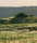 Landscape | Berlintapete