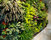 Plant Walls | Greenworks