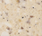 Corian® Farben | Hasenkopf