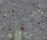 Corian® Farben | Hasenkopf