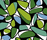 Opal | BANTIE