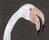 Animals Birds | Ulrike Weiss
