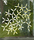 Gecko in the Box | Création Baumann