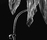 Olstrass | Catellani & Smith
