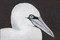 Animals Birds | Ulrike Weiss