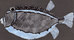 Animals Sea Life | Ulrike Weiss