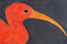 Animals Birds | Ulrike Weiss