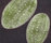 Vegetal | Ulrike Weiss