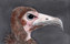Animals Birds | Ulrike Weiss