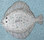 Animals Sea Life | Ulrike Weiss