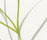Botanic | Svensson Markspelle