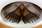 Custom Design and Installations | Willowlamp