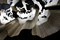 Faraway Tree Chandeliers | Willowlamp