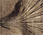 Vienna | Toulemonde Bochart